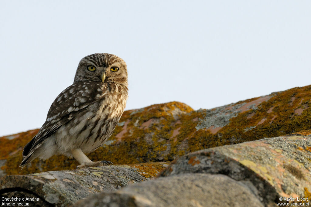 Chevêche d'Athénaadulte, identification