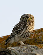 Little Owl