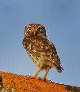 Little Owl