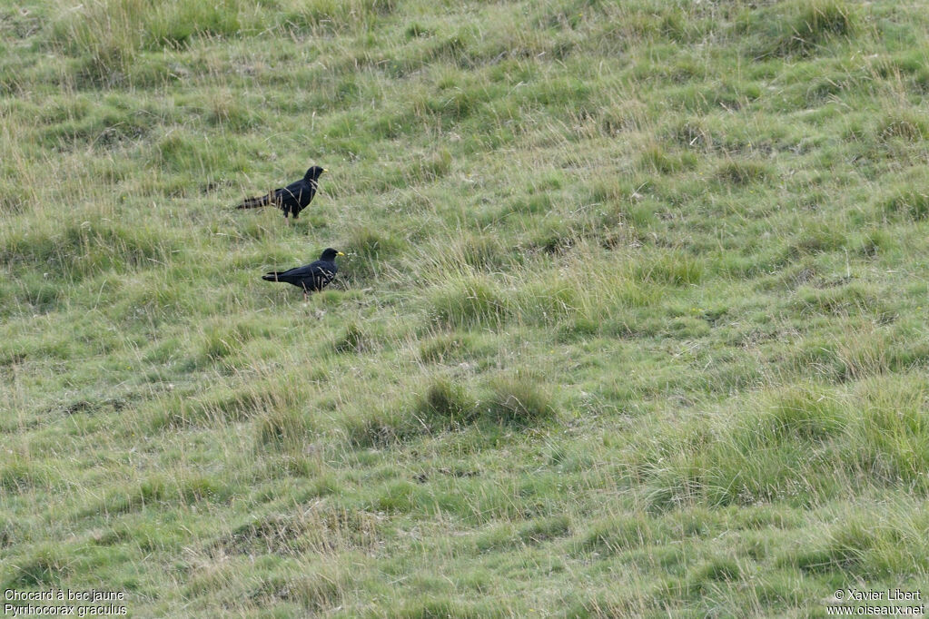 Chocard à bec jaune, identification