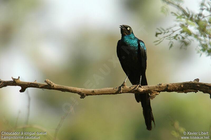 Long-tailed Glossy Starling, identification