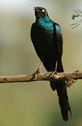 Long-tailed Glossy Starling