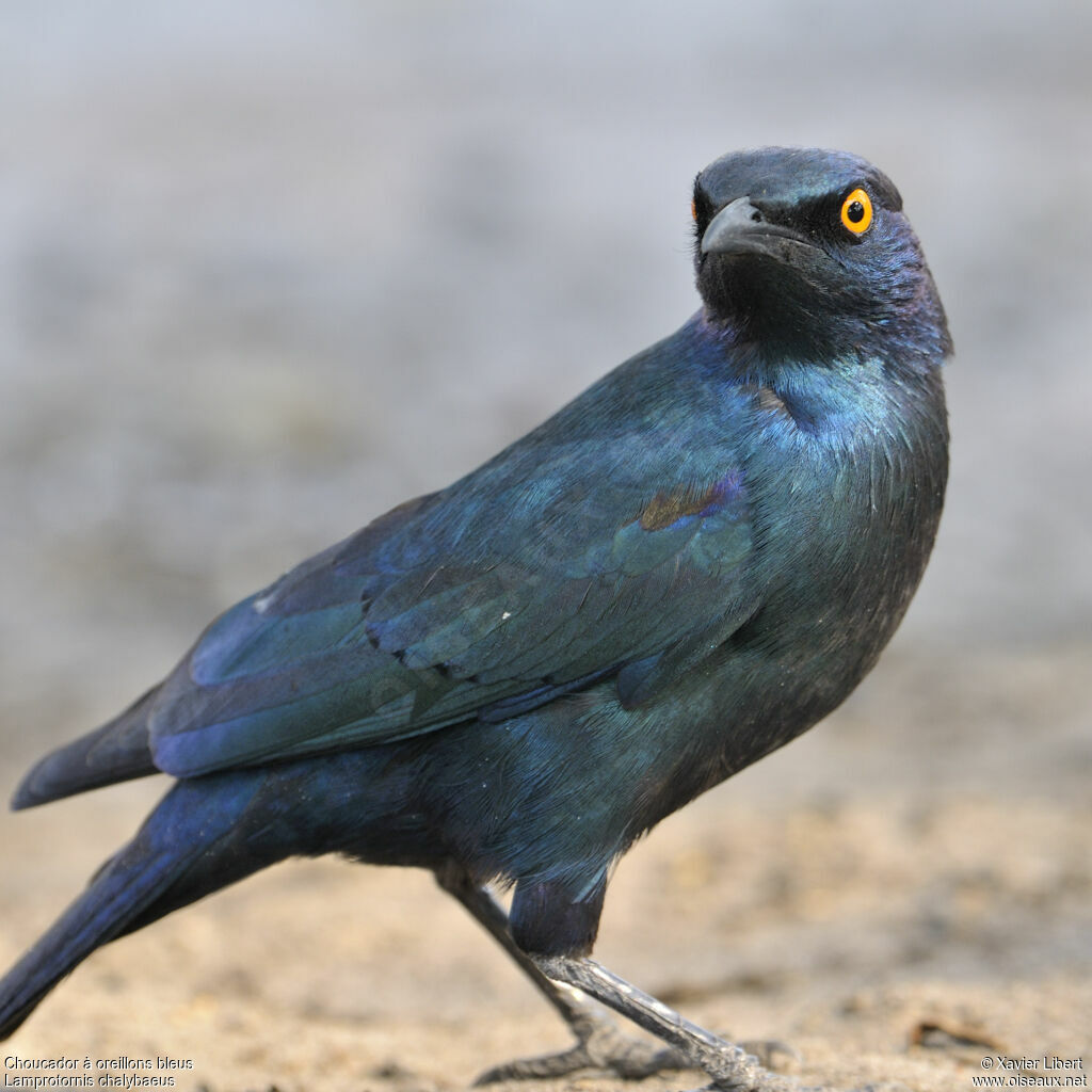 Greater Blue-eared Starlingadult, identification