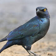 Greater Blue-eared Starling