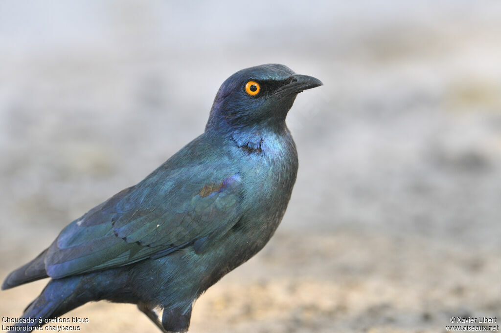 Greater Blue-eared Starlingadult, identification