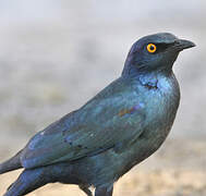 Greater Blue-eared Starling