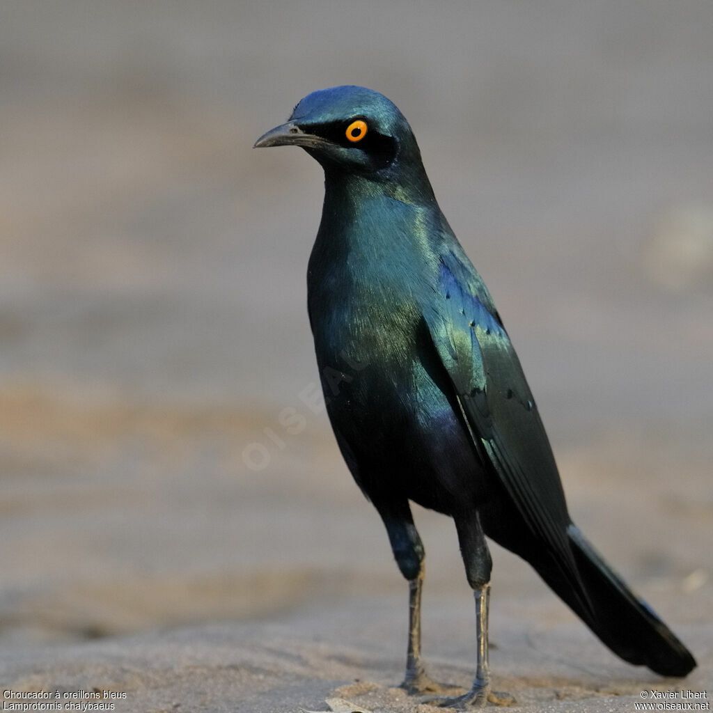 Greater Blue-eared Starlingadult, identification