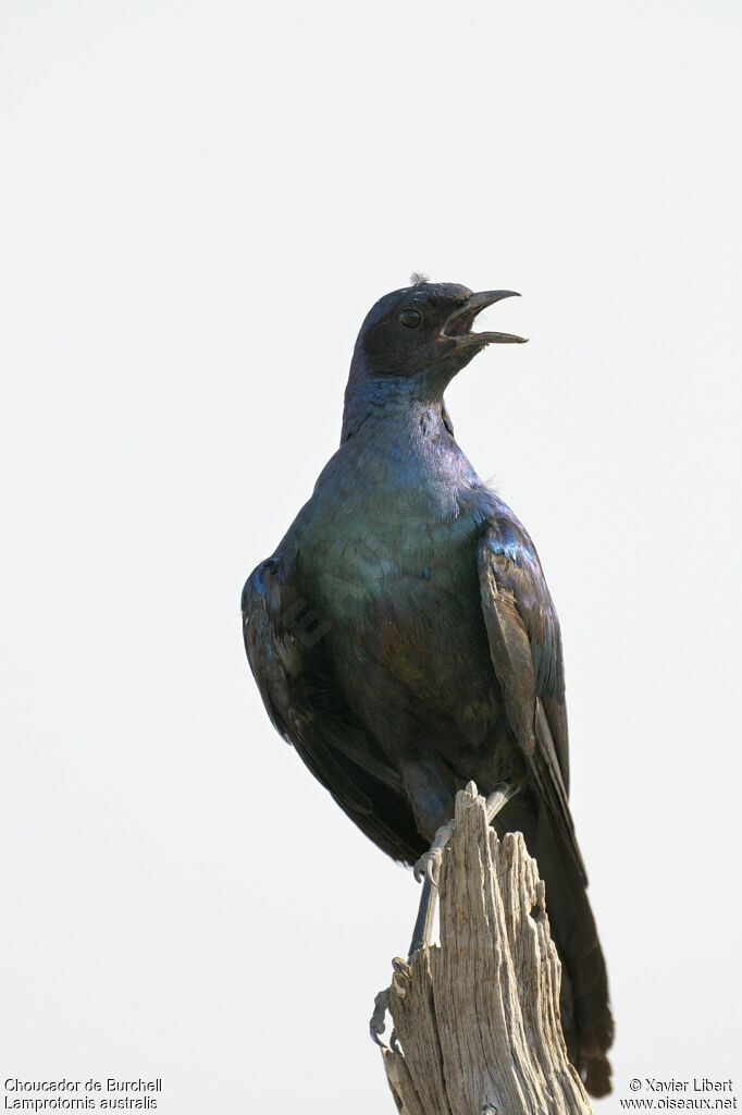 Burchell's Starlingadult, identification