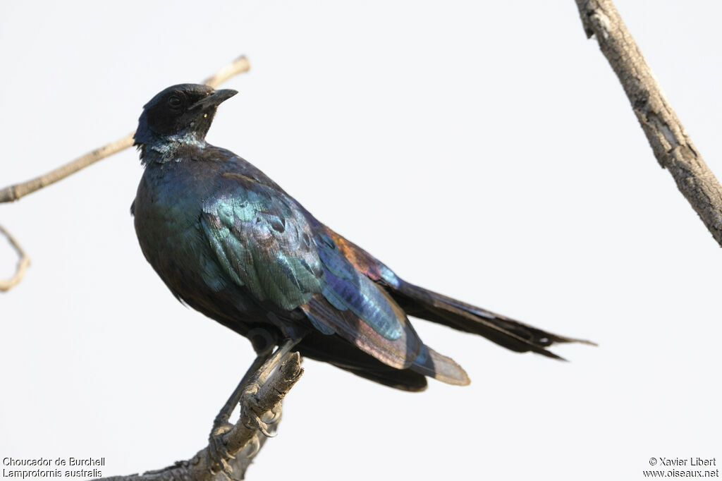 Burchell's Starlingadult, identification