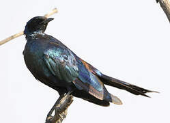 Burchell's Starling