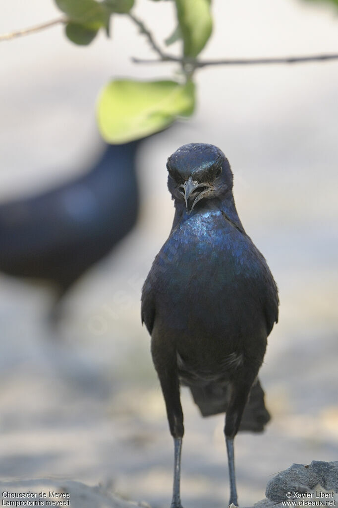 Meves's Starlingadult, identification