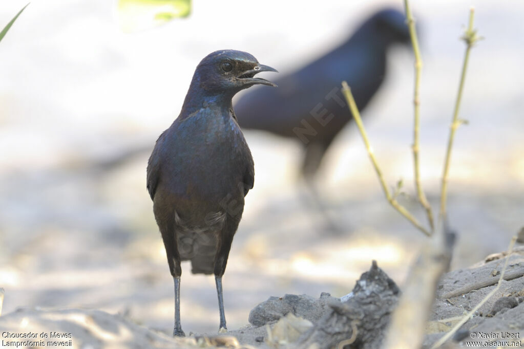 Meves's Starlingadult, identification