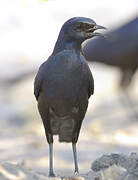 Meves's Starling