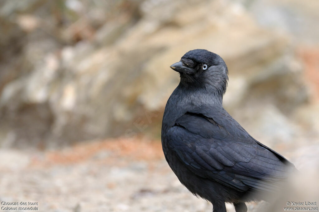 Western Jackdaw, identification