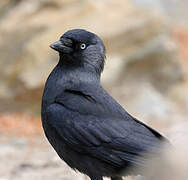 Western Jackdaw