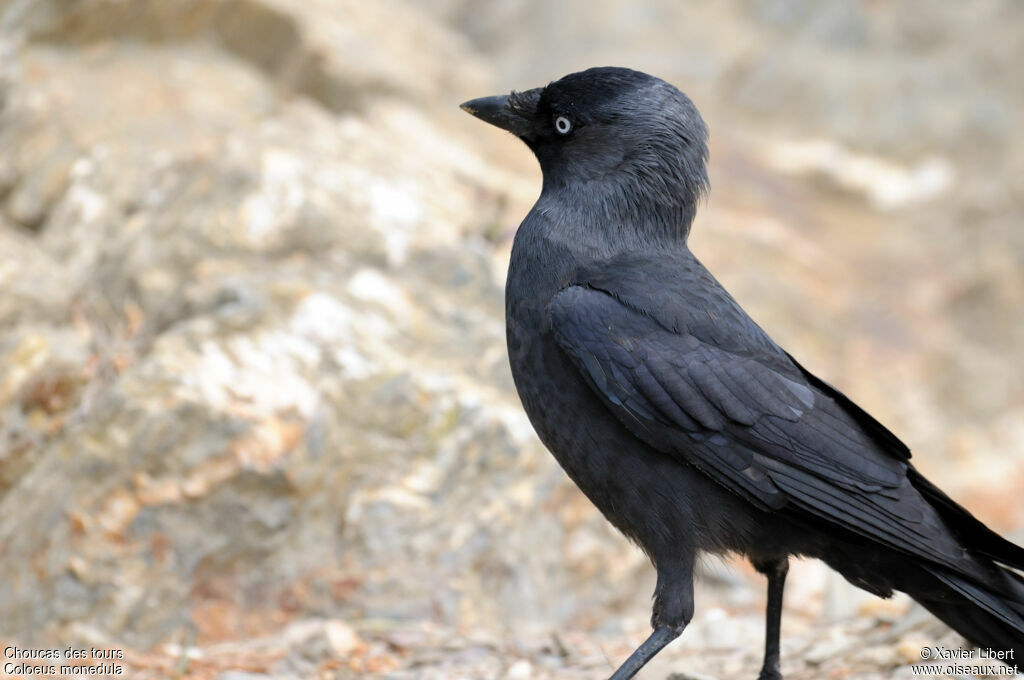 Western Jackdaw, identification