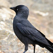 Western Jackdaw