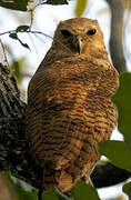 Pel's Fishing Owl