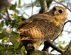 Pel's Fishing Owl