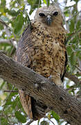 Pel's Fishing Owl