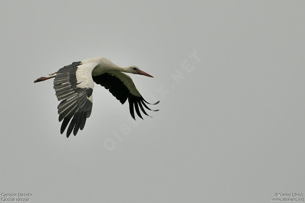 Cigogne blancheadulte, Vol