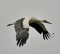 White Stork