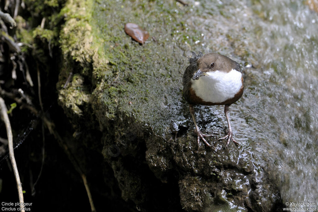 White-throated Dipperadult, identification, feeding habits