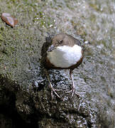 White-throated Dipper