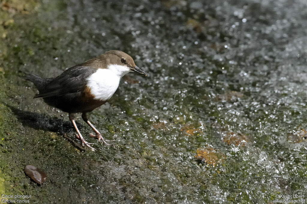 White-throated Dipperadult, identification, Behaviour