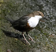 White-throated Dipper