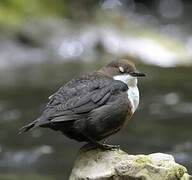 White-throated Dipper