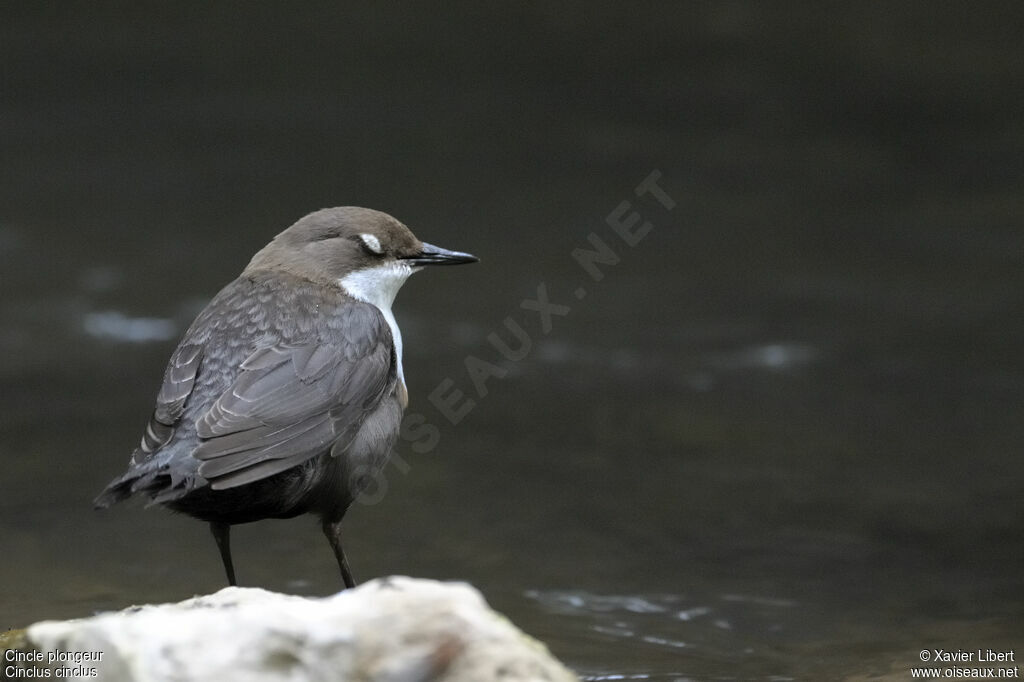 White-throated Dipperadult, identification, Behaviour