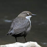 White-throated Dipper