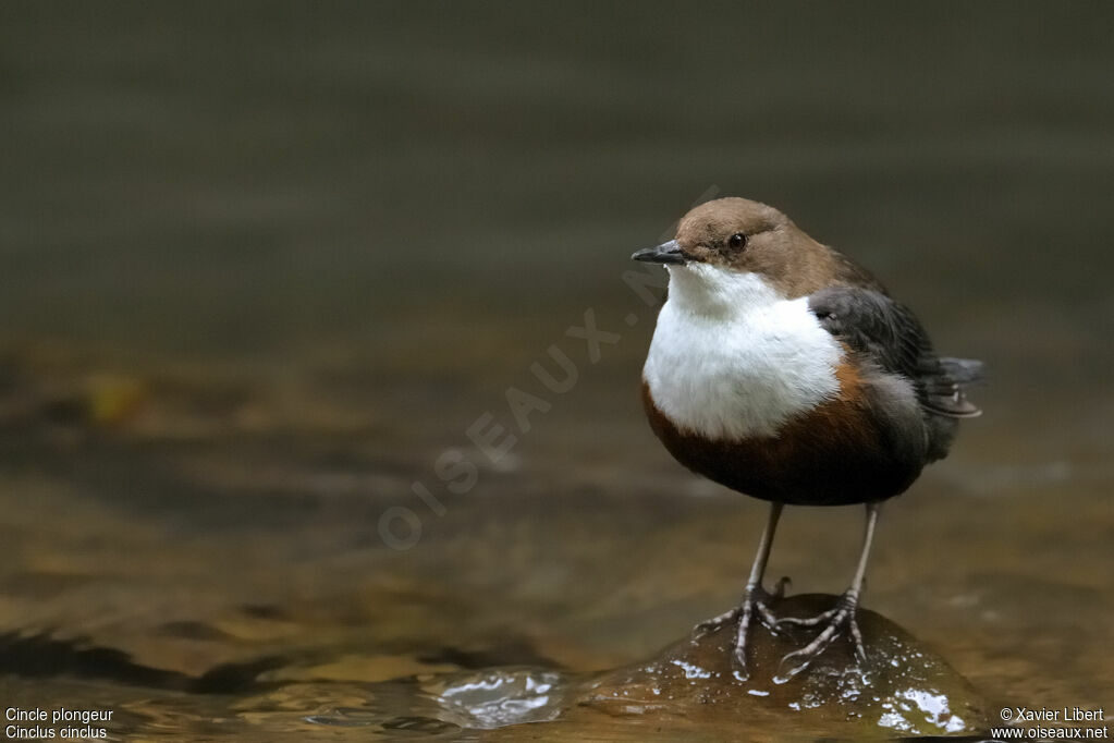 White-throated Dipperadult, identification