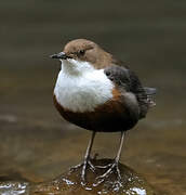 White-throated Dipper