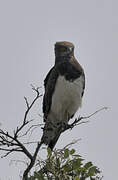 Black-chested Snake Eagle