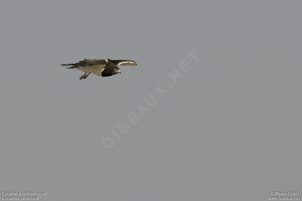 Black-chested Snake Eagleadult, Flight