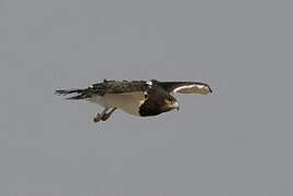 Black-chested Snake Eagle