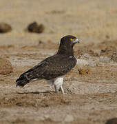 Black-chested Snake Eagle