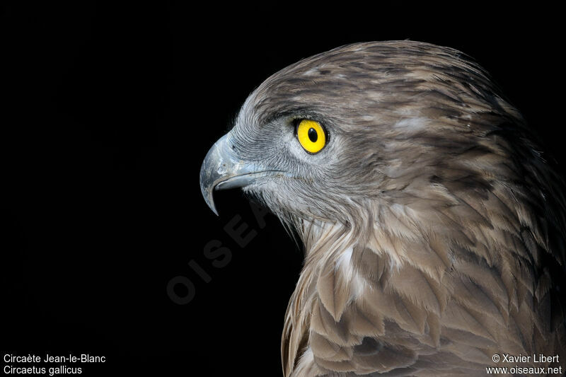 Short-toed Snake Eagle, identification