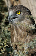 Short-toed Snake Eagle