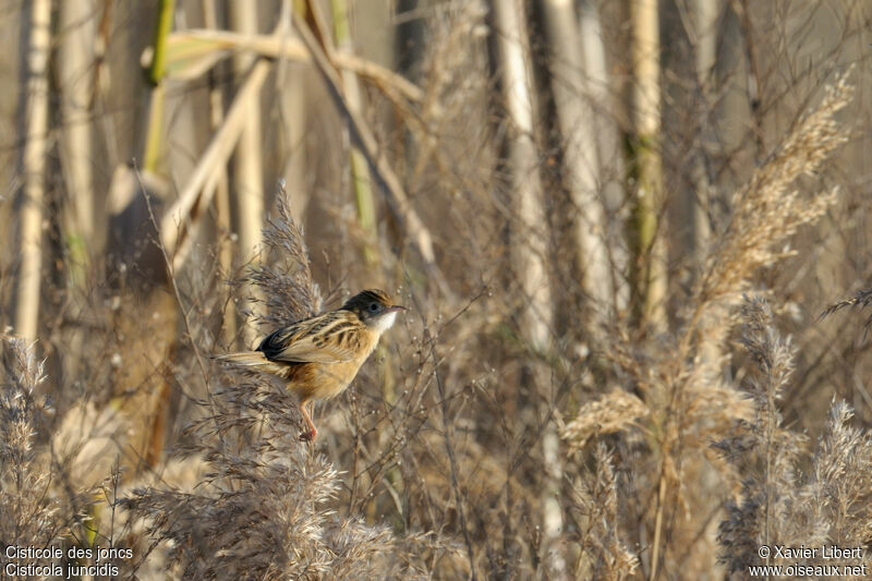 Zitting Cisticola, identification