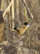 Zitting Cisticola