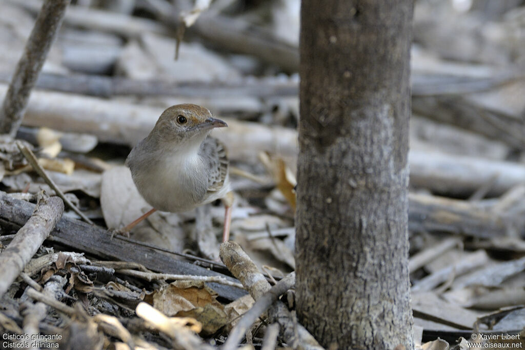 Rattling Cisticolaadult, identification