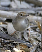 Rattling Cisticola