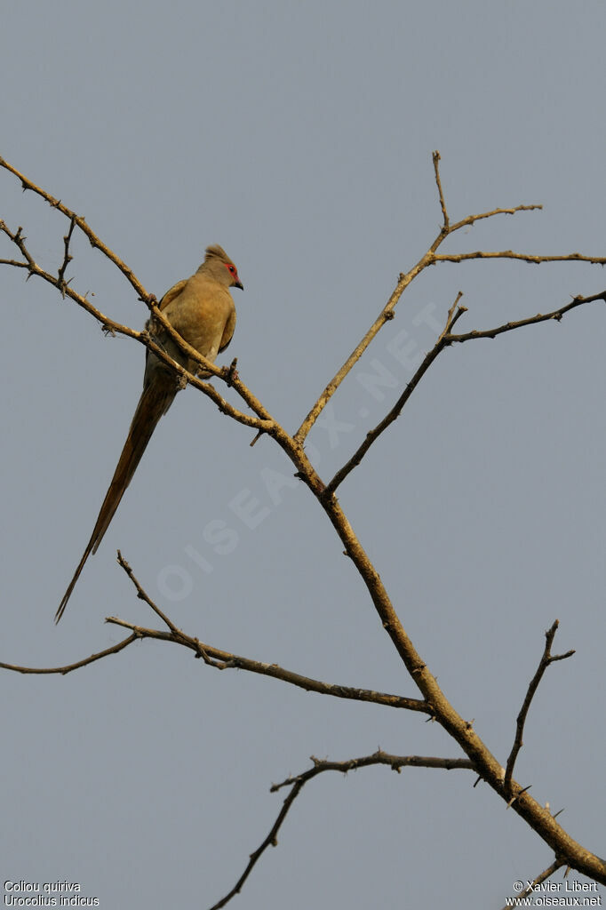 Coliou quiriva, identification