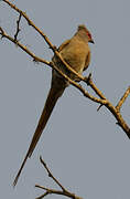 Red-faced Mousebird