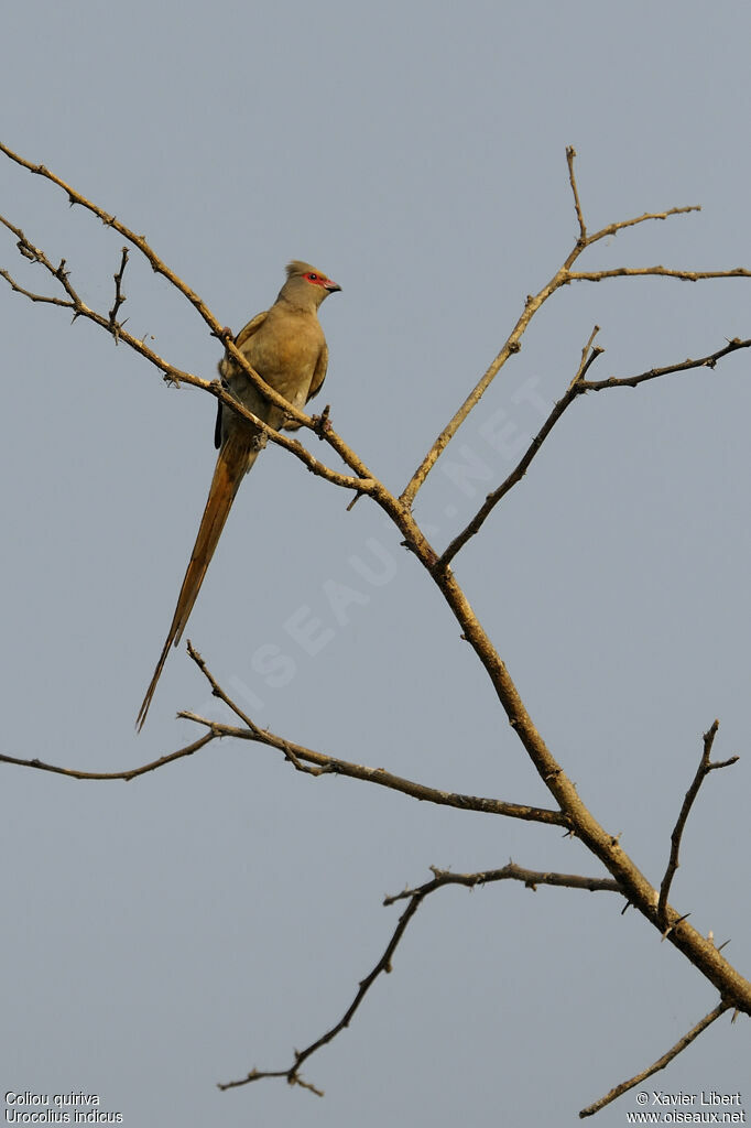 Coliou quiriva, identification