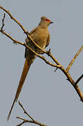 Red-faced Mousebird