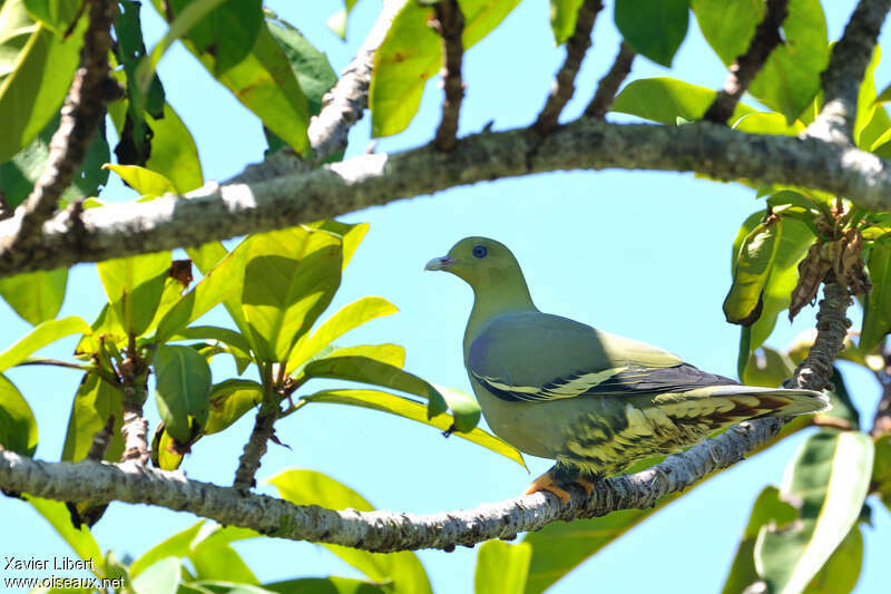 Colombar maïtsouadulte, identification